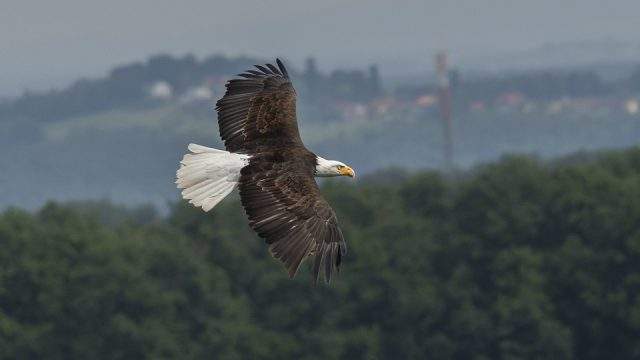 To dream about an eagle