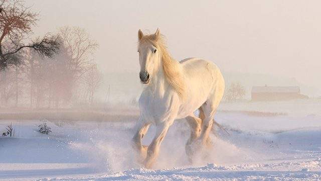 Horse dream meaning