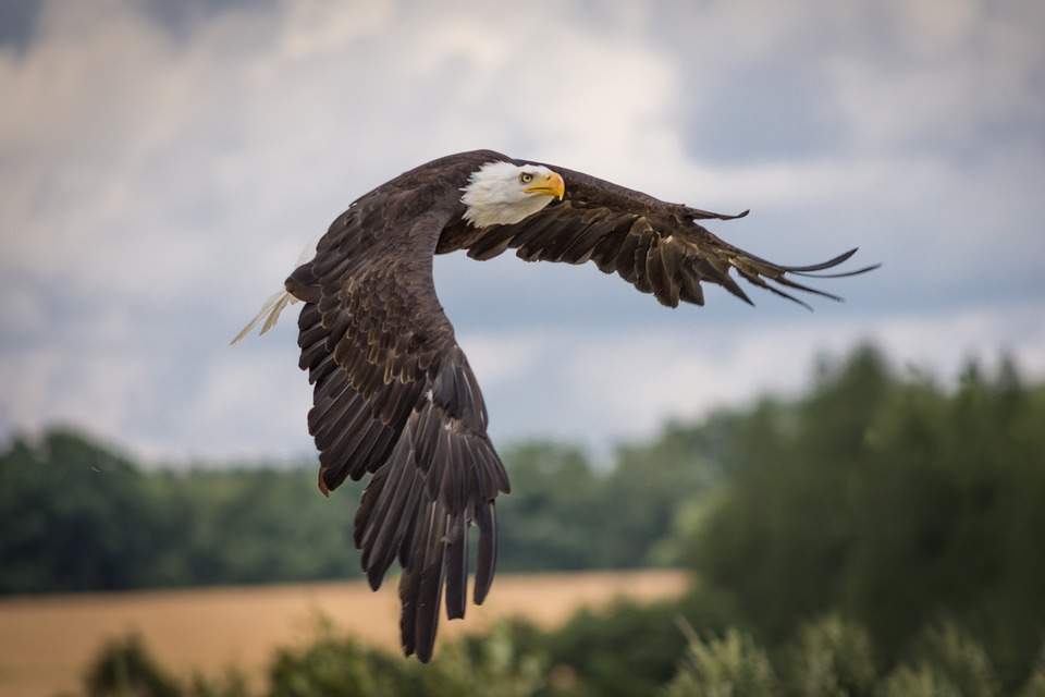 Eagle dream interpretation