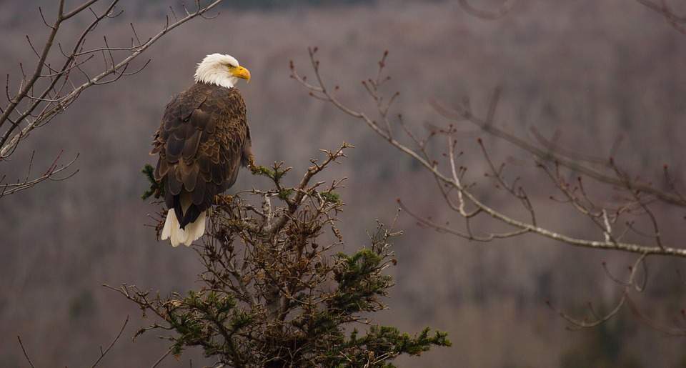 Eagle dream symbol