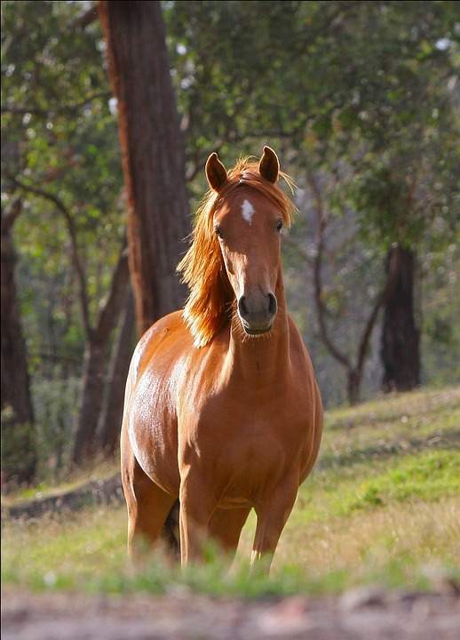 Horse dream dictionary