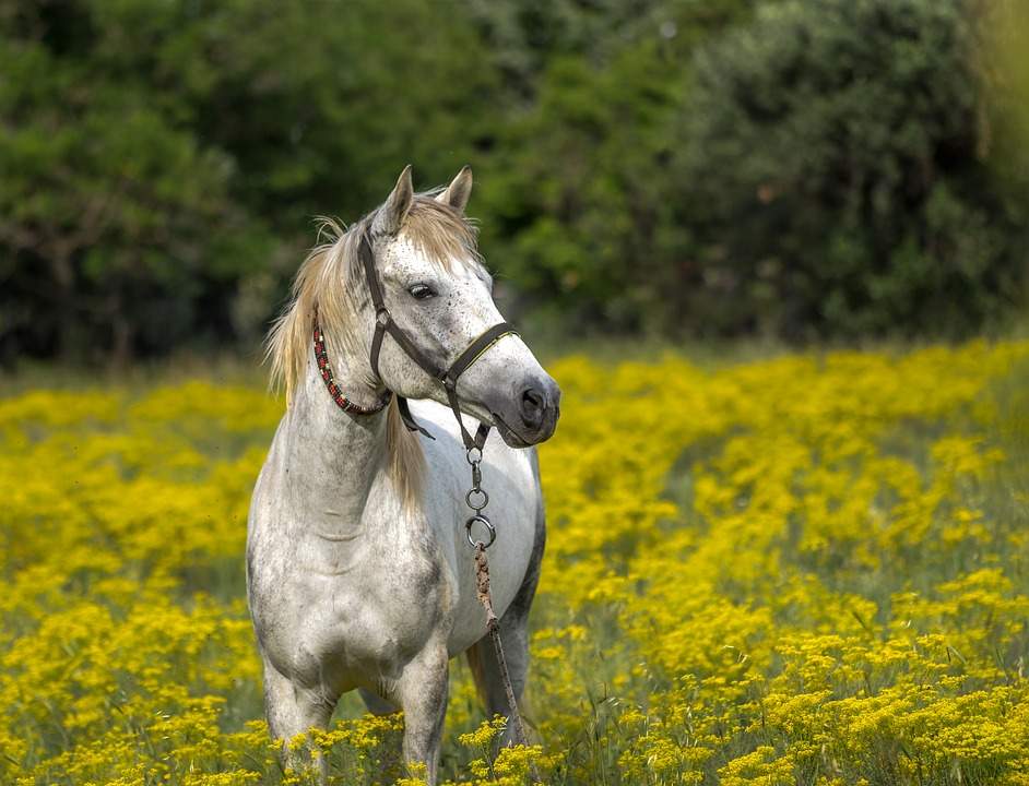 Horse dream interpretation