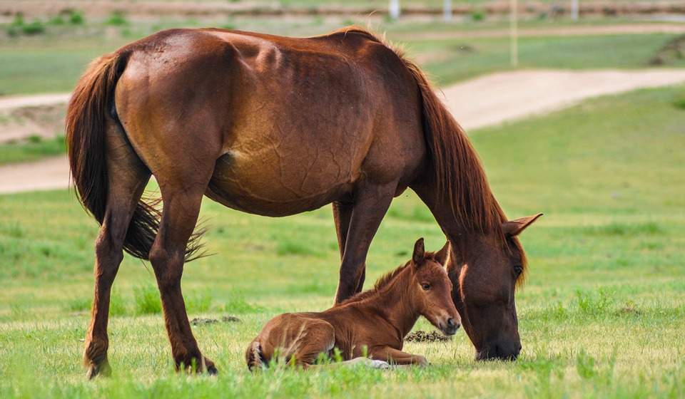 Horse dream symbol