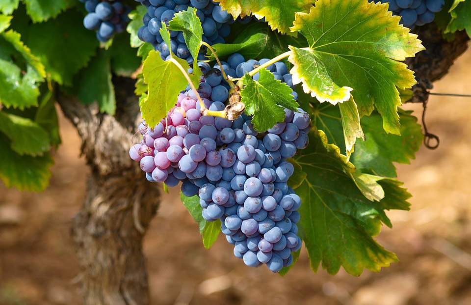 Dreaming about grapes dream meaning and interpretation Dream Symbolism