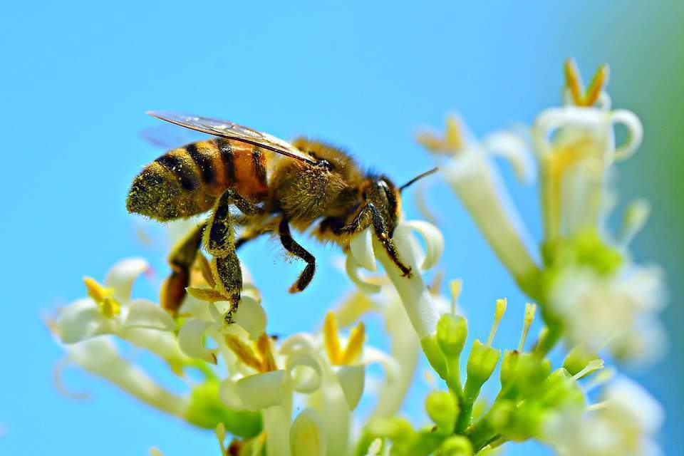 Bees dream meaning