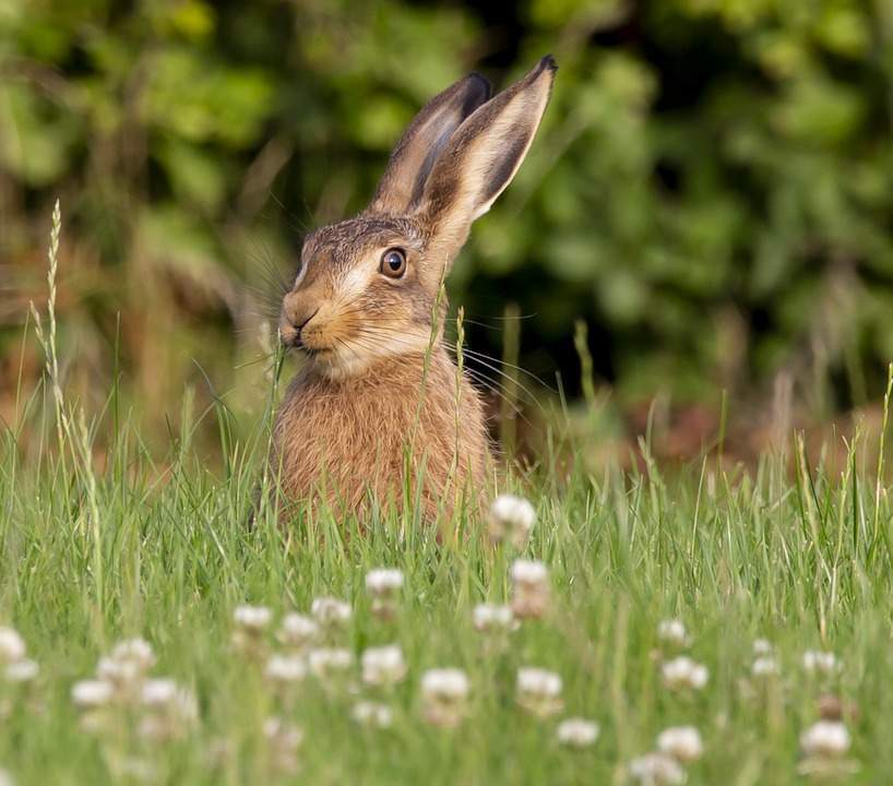 Rabbits dream meaning