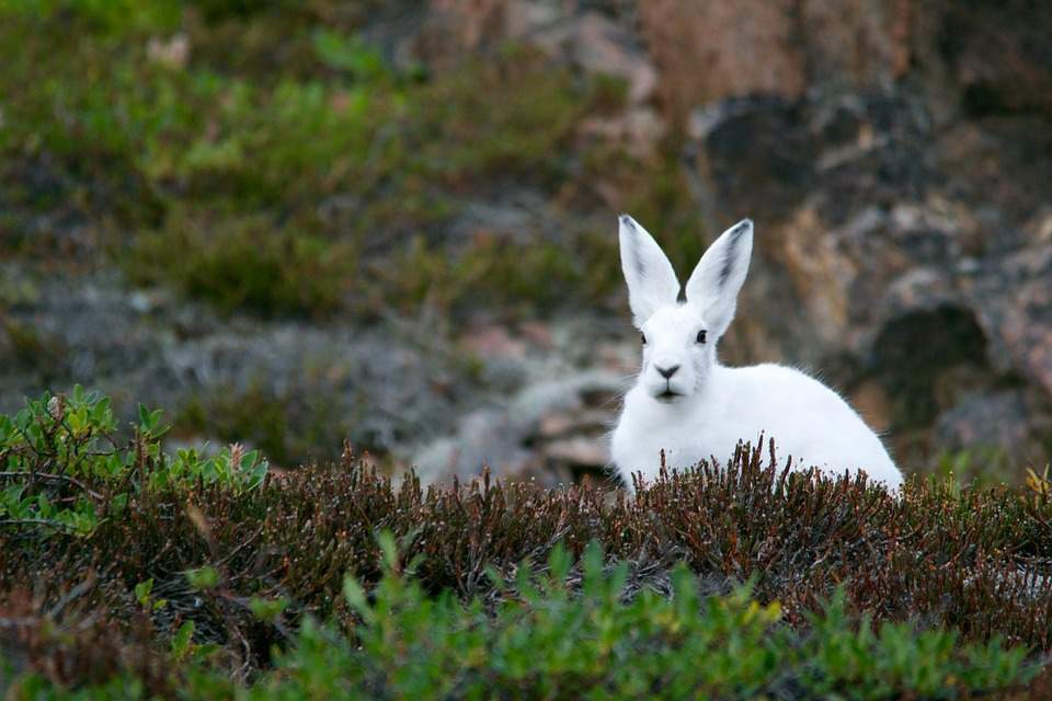 Rabbit dream interpretation