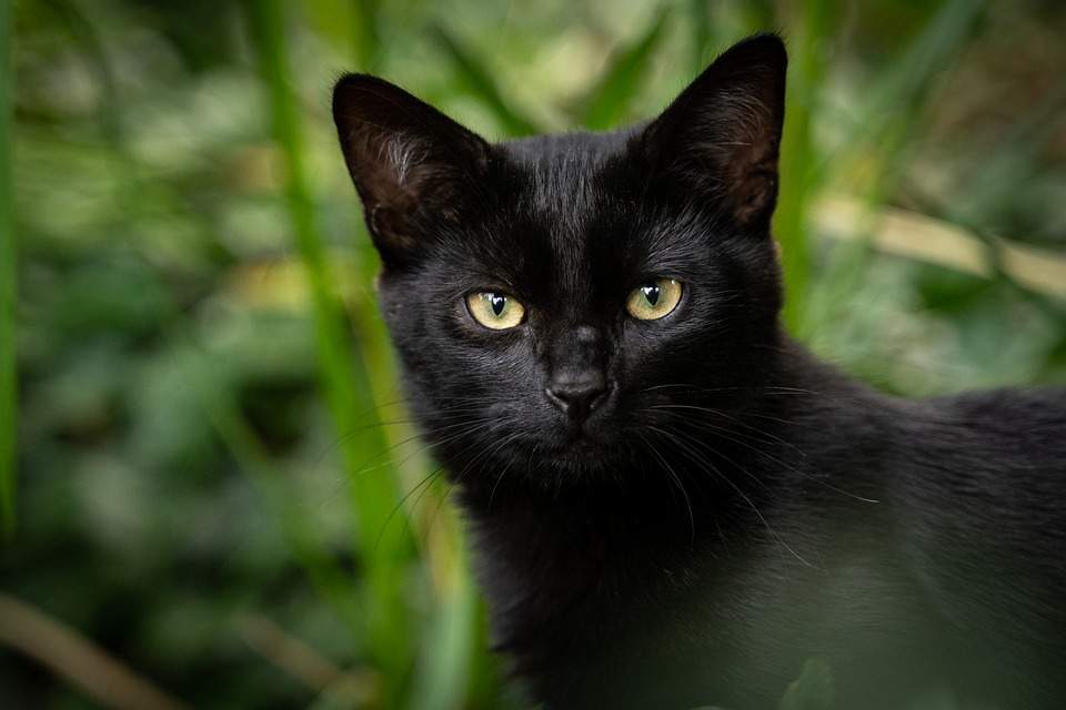 Black cat dream meaning