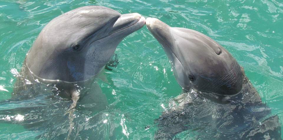 Dolphin dream interpretation