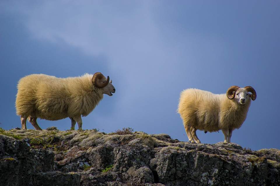 Sheep dream symbol