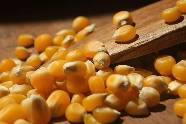 Corn dream interpretation