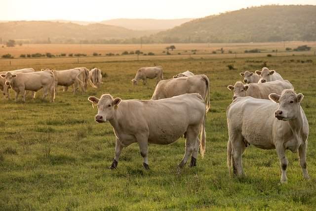 Cows dream dictionary