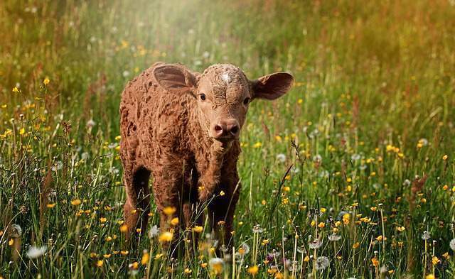 Cows dream meaning