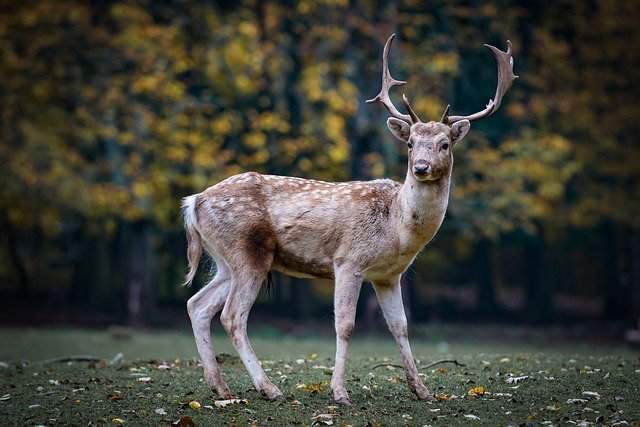Deer dream meaning