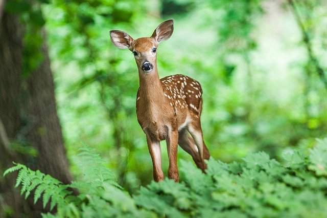 Deer dream symbol