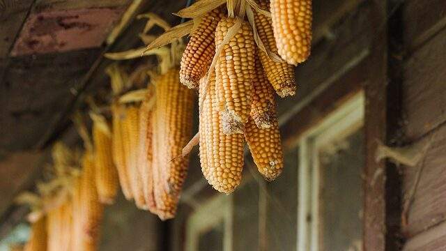 To dream about corn