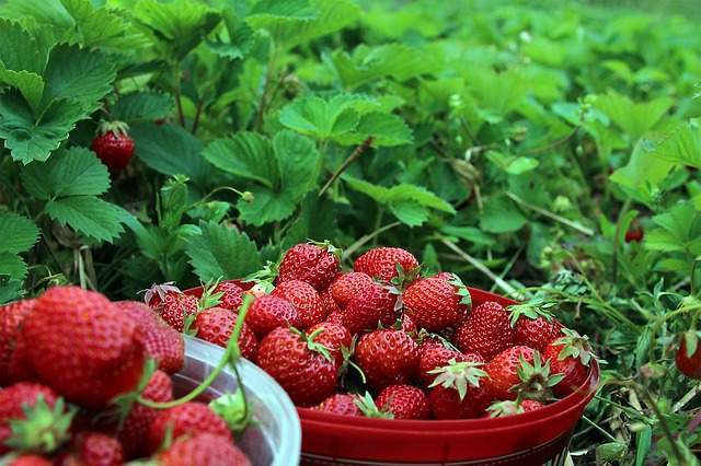 Strawberries dream interpretation