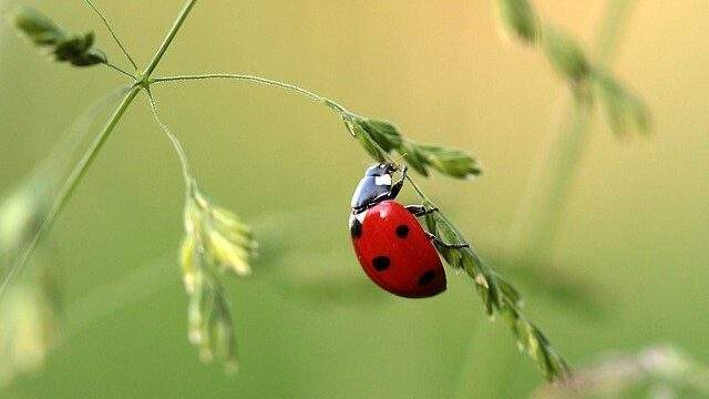 Dream of a ladybug