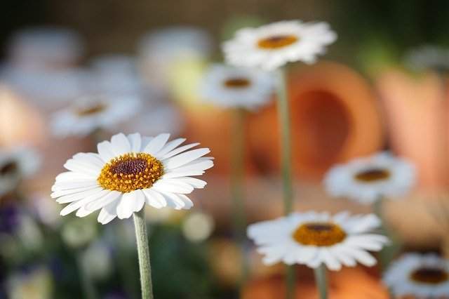 Flower dream symbol