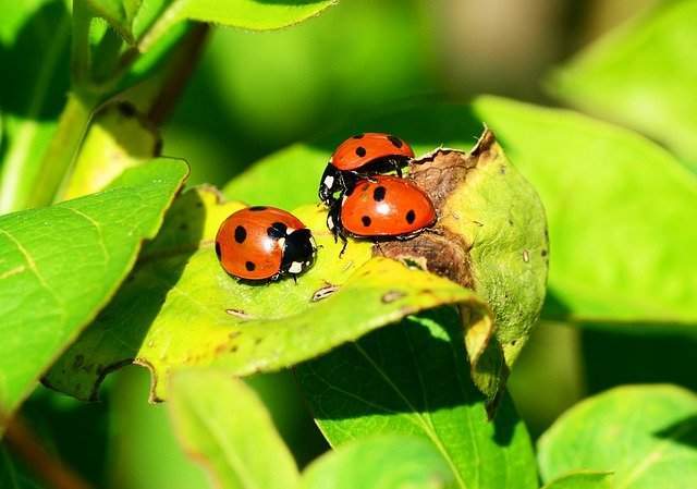 Dream dictionary ladybug