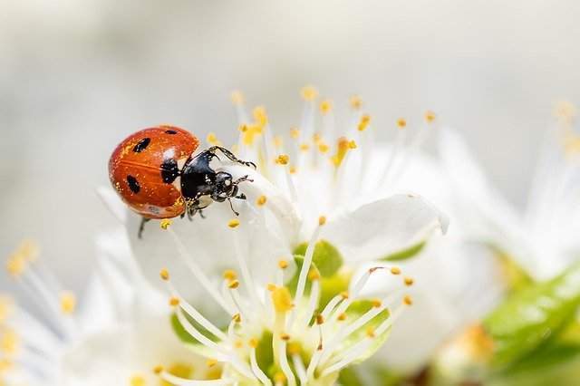 Dream meaning ladybug
