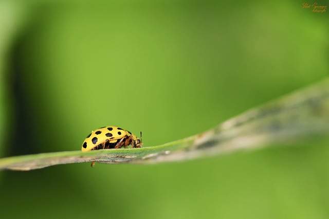 Dream symbol ladybug