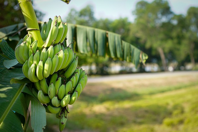 Bananas dream interpretation