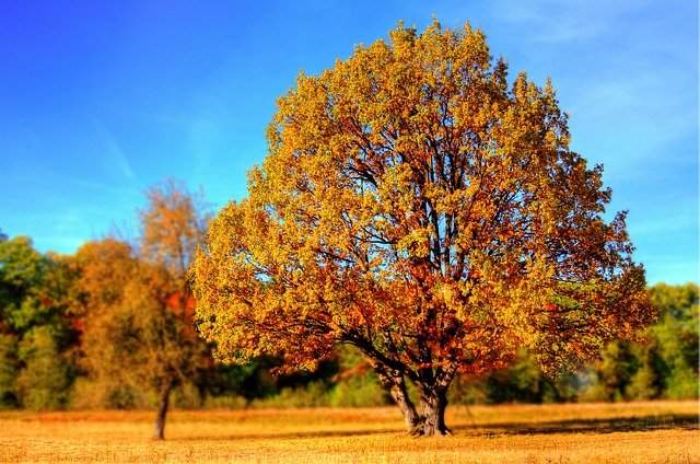 Tree dream symbol