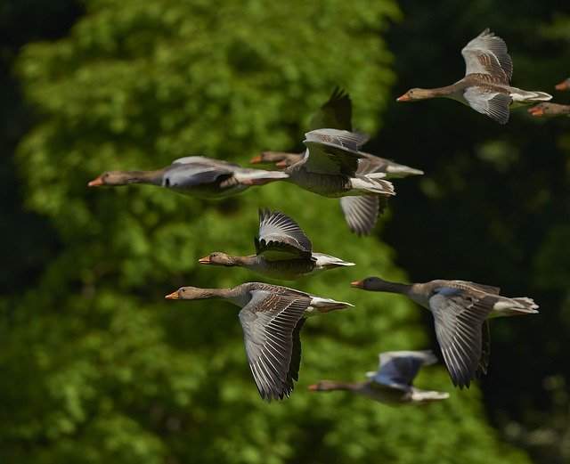 Bird dream meaning