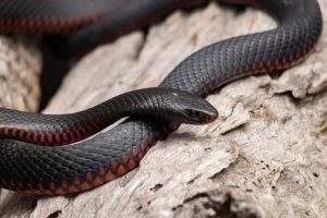 Snakes – Dream meaning and interpretation - Dream Symbolism