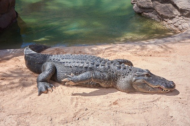 American alligators dream meaning