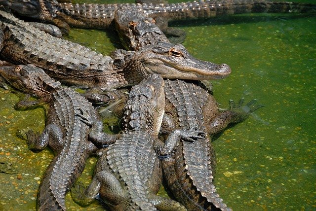 American alligators dream interpretation