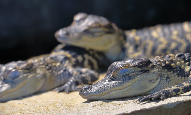 American alligator dream symbol