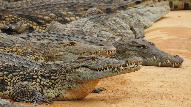 Crocodiles dream interpretation