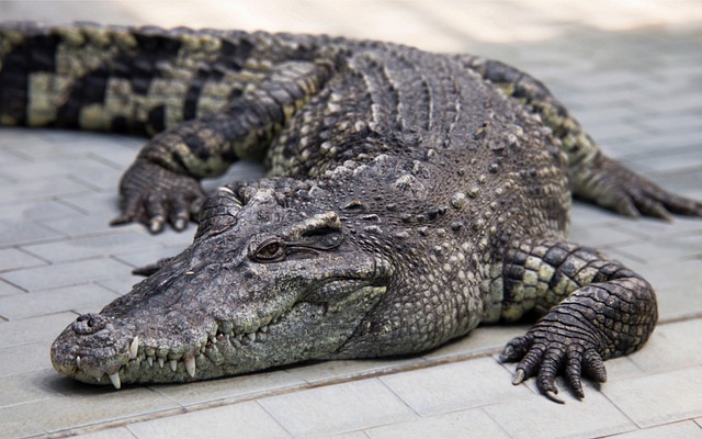 Crocodile dream dictionary