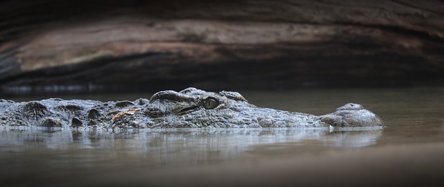 To dream about an alligator