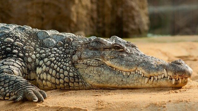 Dreams about a crocodile