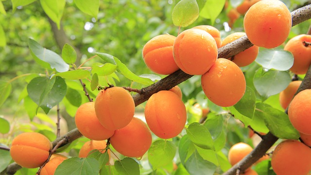 dream interpretation apricot