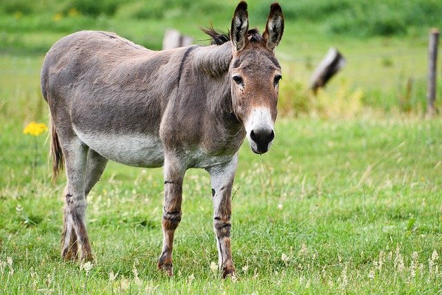 dream dictionary donkey