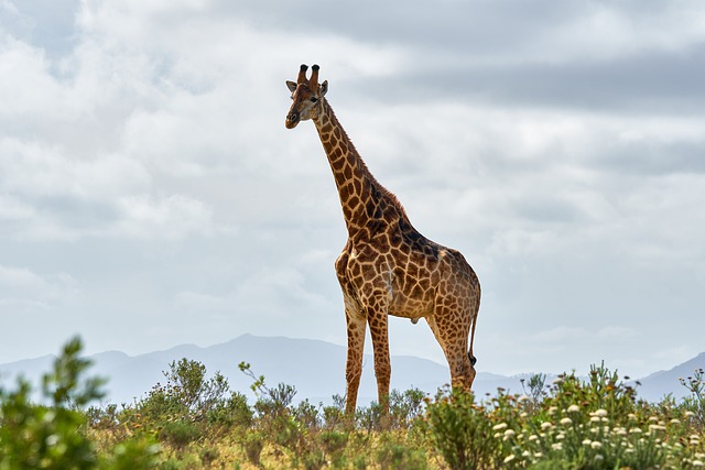 giraffe dream meaning