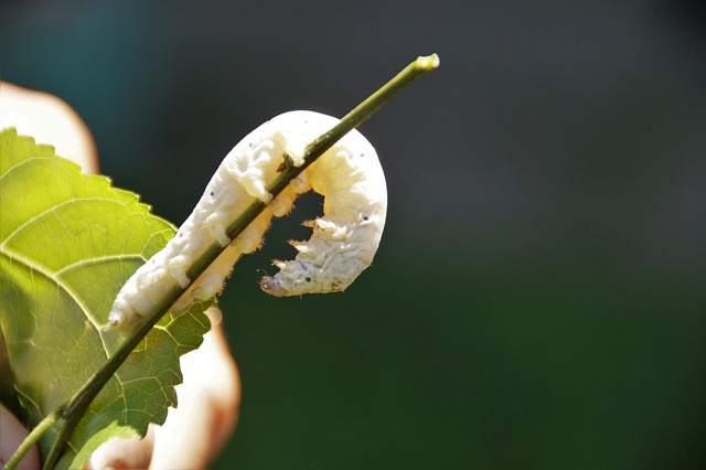 worm dream meaning