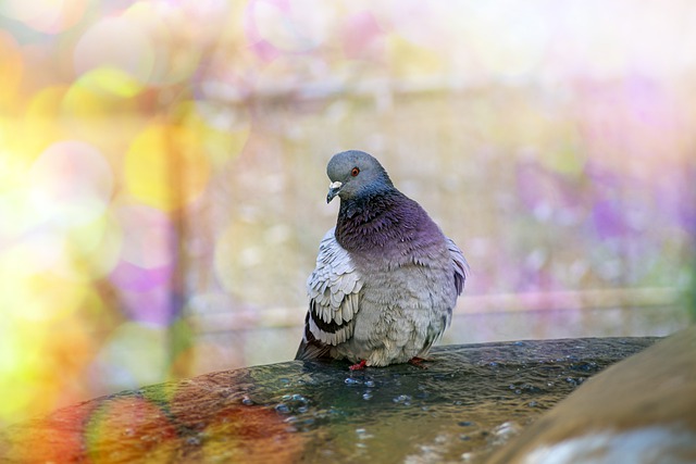 pigeon dream dictionary