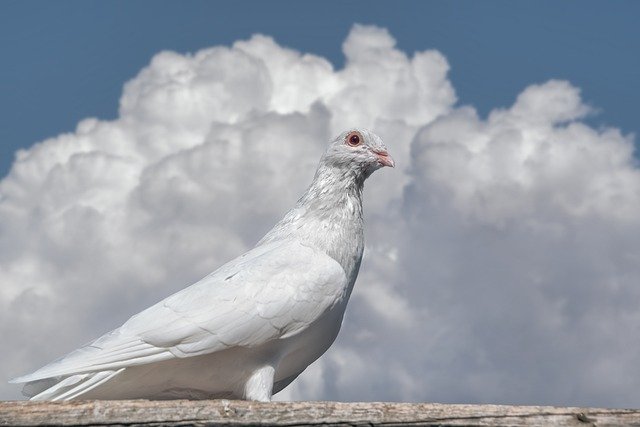 pigeon dream interpretation
