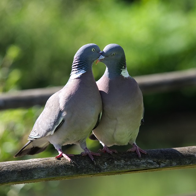 pigeon dream symbol