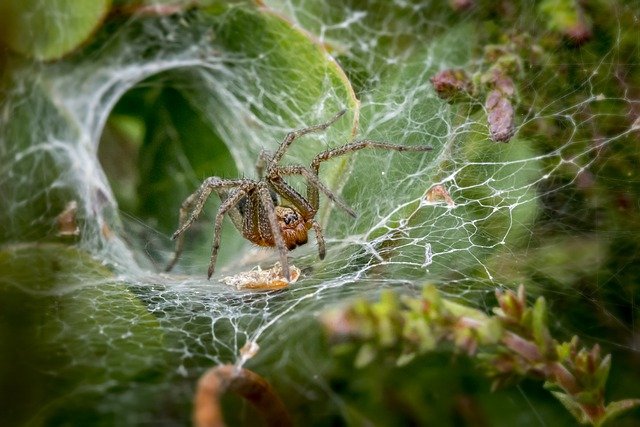 spider dream dictionary