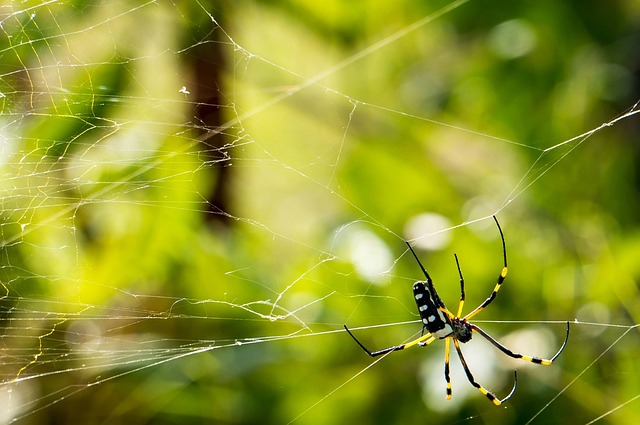 spider dream interpretation