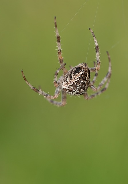 spider dream meaning