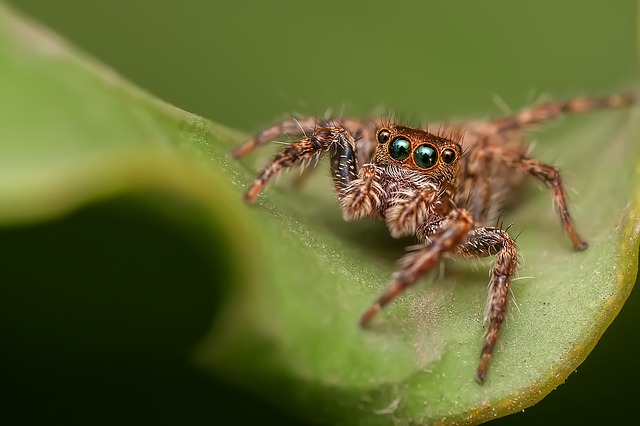 spider dream symbol