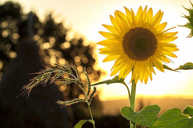 sunflower dream interpretation