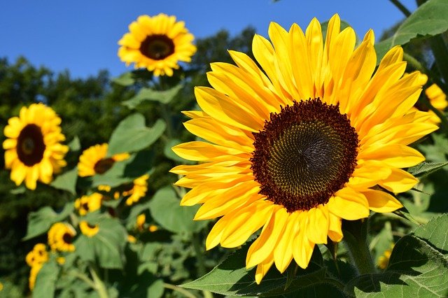 sunflower dream meaning
